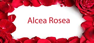 Alcea Rosea