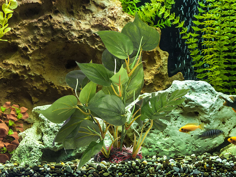 Aquarium plants 1