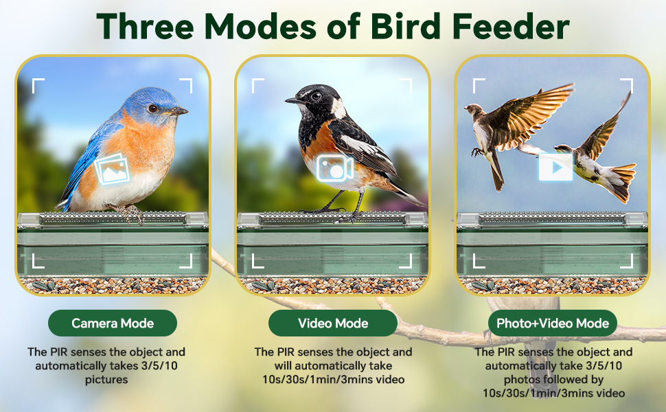 Solar Smart Bird Feeder with Camera