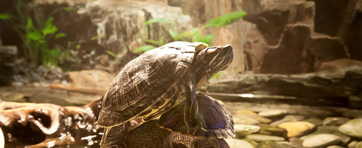 basking lamp for tortoise