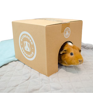 guinea pig in guinea pig bedding and hideout