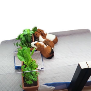 healthy guinea pig bedding