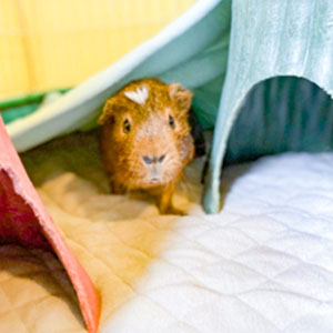 guinea pig in fleece liner or guinea pig fleece bedding or guinea pig bedding or guinea pig fleece