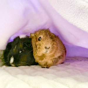 guinea pig in fleece bedding or guinea pig fleece liner or guinea pig liner or guinea pig cage liner