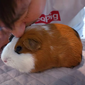 guinea pig getting love by providing the best guinea pig fleece bedding or guinea pig fleece liner