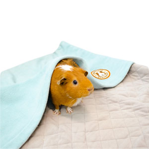 guinea pig in guinea pig bedding with burrow pocket