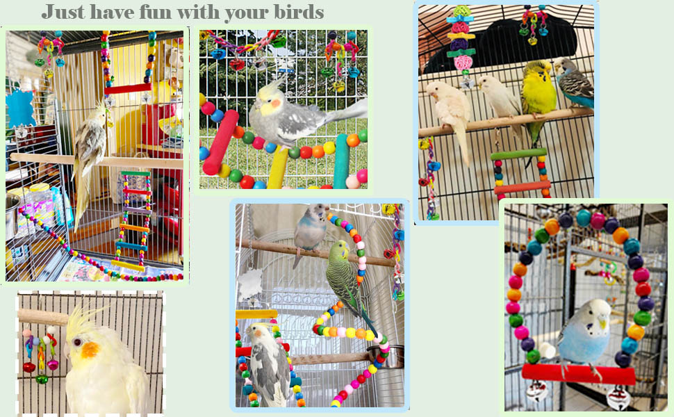 Enjoy a happy time with pets bird