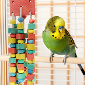 parrot toys