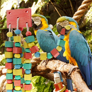 parrot toys