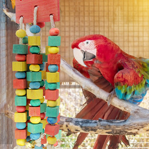 parrot toys