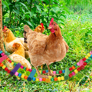 Chicken Toys For Hens