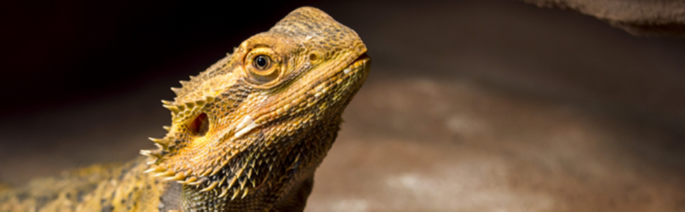 reptile bearded dragon banner