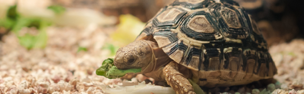 komodo reptile tortoise banner