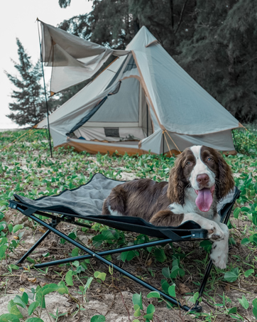 DOG BED