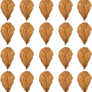 20 Terminalia Leaves, Ecological Simulation Landscaping Supplies, Fish Tank Decoration, Fish Tank Accessories, Aquarium Plant Food