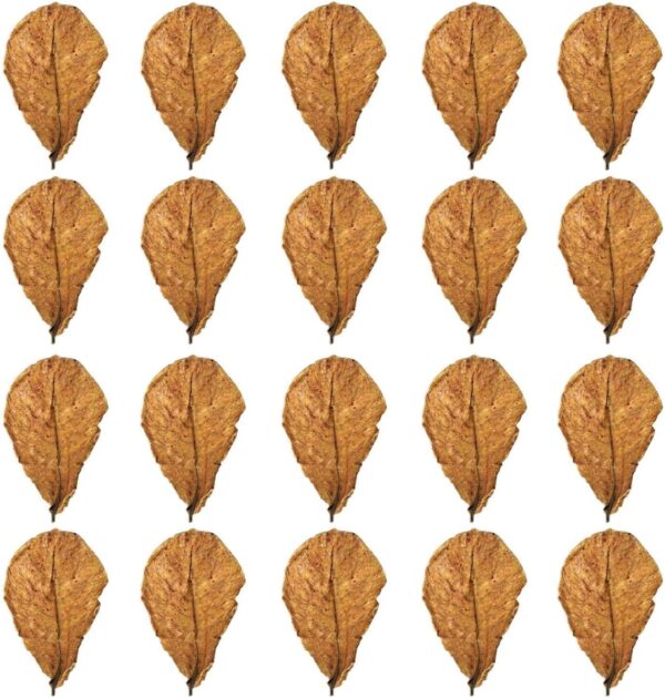 20 Terminalia Leaves, Ecological Simulation Landscaping Supplies, Fish Tank Decoration, Fish Tank Accessories, Aquarium Plant Food