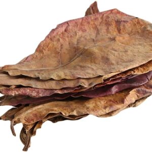 Large Catappa Indian Almond Leaves for Aquarium, 6-10" 15-25cm, Shrimp Snail Axolotl Betta Fish, Dried Fish Tank Food (50)